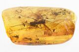 Fossil Predatory Fungus Gnat & Dark-Winged Fungus Gnats In Amber #328219-1
